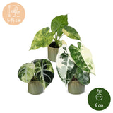 Baby Alocasia Tricolour Variegata avec cache-pots Linnea olive - lot de 3 mini plantes