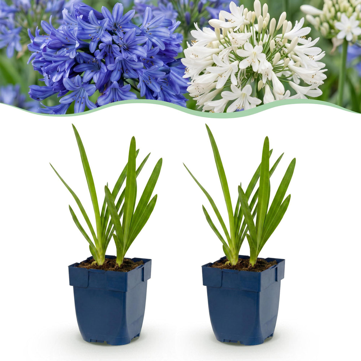Duo d'agapanthes bleu et blanc - H 15-25 cm, pot Ø11 cm