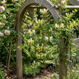 Chèvrefeuille du Japon Halliana - Lonicera japonica - H 35 cm, pot Ø9 cm - photo 4