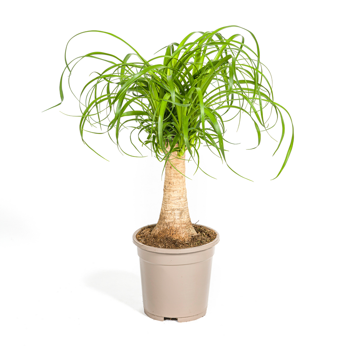 Beaucarnea Recurvata - Tronc
