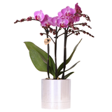Orchidée Phalaenopsis violette Mineral Vienna avec cache-pot Disco - H 40 cm, pot Ø9 cm