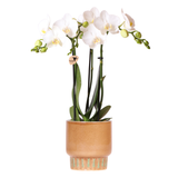 Orchidée Phalaenopsis blanche Mineral Amabilis avec cache-pot Bold cognac - H 40 cm, pot Ø9 cm