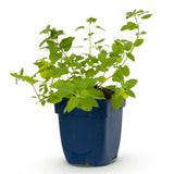Népéta de Faassen - H 15-25 cm, pot Ø11 cm