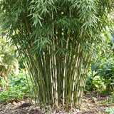 Fargesia robusta Pingwu - H 35 cm, pot Ø14 cm