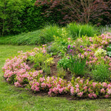 Rhododendron nain Bloombux Magenta - Rhododendron à petites feuilles - H 30-40 cm, pot Ø17 cm