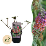 Arbre aux papillons Flower Power - Buddleja davidii - 3 plants - H 30 cm, pot Ø17 cm