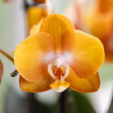Orchidées Phalaenopsis orange Jewel Las Vegas - bouquet de 3 en coupe Oyster - pot Ø12 cm