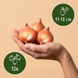 Tulipe en mélange Symbiosa - calibre 11/12