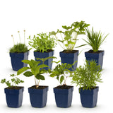 Kit de vivaces à fleurs blanches en mélange - H 15-25 cm, pot Ø11 cm - photo 2