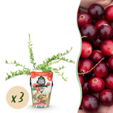 Canneberge Early Black - Vaccinium macrocarpon - 3 plants - H 35 cm, pot Ø9 cm