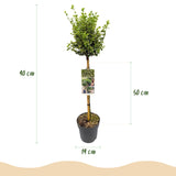 Fusain Emerald Gaiety sur tige - Euonymus fortunei - H 90 cm, pot Ø19 cm