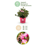 Rhododendron Bloombux magenta - Rhododendron nain - H 45-55 cm, pot Ø23 cm - photo 4