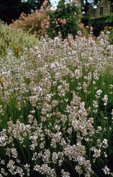 Lavandin Edelweiss en godet - Lavandula x intermedia - H 10-25 cm, pot Ø9 cm - photo 6