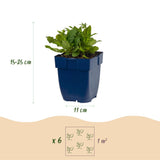 Sauge des bois blanche Schneehügel - H 15-25 cm, pot Ø11 cm