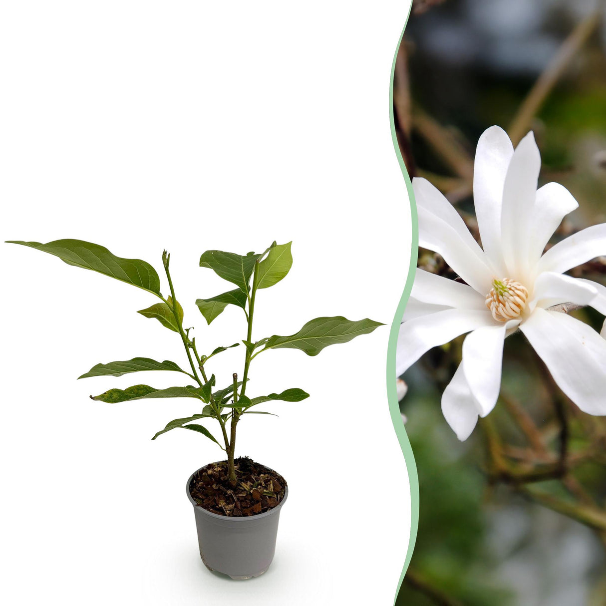 Magnolia stellata – Lot de 1 – Pot 12 cm – Hauteur 30 cm