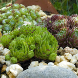 Joubarbe Big Sam - 4 plants - H 17 cm, pot Ø14 cm