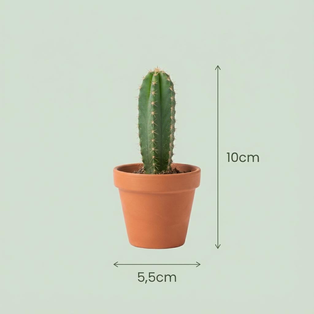 Mini cactus x3 | Ø 5,5 cm, Hauteur 5-10 cm