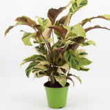 Calathea Fusion Yellow - Goeppertia