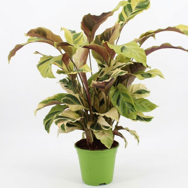 Calathea Fusion Yellow - Goeppertia