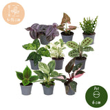 Baby plantes surprise - lot de 3 à 12 mini plantes tropicales - pot Ø6 cm - photo 6