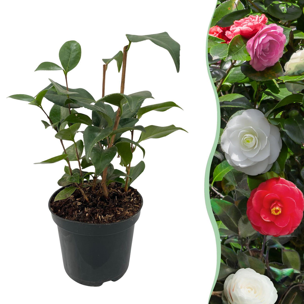 Camélia du Japon Tricolor - Camellia japonica - H 30 cm, pot Ø15 cm