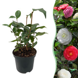 Camélia du Japon Tricolor - Camellia japonica - H 30 cm, pot Ø15 cm