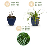 Laîche du Japon Evergreen - Carex oshimensis - H 15-25 cm, pot Ø11 cm - photo 4