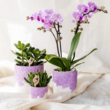 Orchidée Phalaenopsis violette Mineral Vienna avec cache-pot Bloom lilas - H 40 cm, pot Ø9 cm