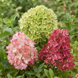 Hortensia paniculé Groundbreaker en mélange - H 20-25 cm, pot Ø14 cm