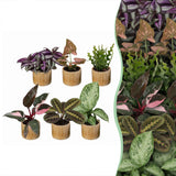Baby plantes surprise avec cache-pots Linnea miel - lot de 3 à 12 mini plantes - pot Ø6 cm - photo 8