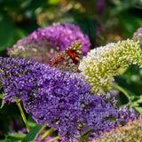 Arbre aux papillons Tricolour - Buddleja davidii - 3 plants - H 30 cm, pot Ø17 cm