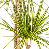 Dracaena Marginata Sunray avec cache-pot