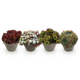 Joubarbe Big Sam - 4 plants - H 17 cm, pot Ø14 cm
