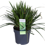 Laîche Ice Dance - Carex morrowii - 3 plants - H 30 cm, pot Ø14 cm