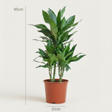 Dracaena Janet Craig – Dracanea d'intérieur