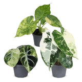 Baby Alocasia Tricolour Variegata - lot de 3 mini plantes