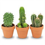 Mini cactus mix – Pots terracotta