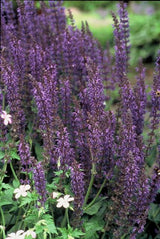 Sauge Mainacht en godet - Salvia x sylvestris - H 10-25 cm, pot Ø9 cm - photo 6