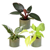 Baby Philodendron avec cache-pots Linnea olive - Pink Princess, White Princess et Neon - lot de 3