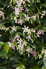 Jasmin étoilé Star of Ibiza - Trachelospermum jasminoides - 2 plants - H 65 cm, pot Ø15 cm