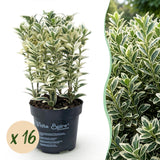 Kit haie Houx japonais Convexa - H 20-30 cm, pot Ø9 cm