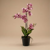 Orchidee Vanda plante artificielle