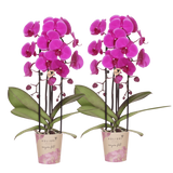 Orchidée Phalaenopsis violette Niagara Fall Free Ride