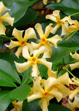 Jasmin étoilé Star of Toscana jaune - Trachelospermum