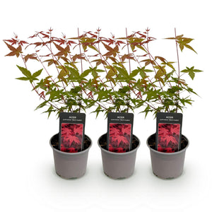 Acer palmatum Beni-maiko – Lot de 3 – Pot 12 cm