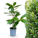 Laurier-cerise Rotundifolia pour haie - Prunus laurocerasus - H 25-35 cm, pot Ø9 cm - photo 3