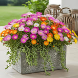Delosperma Jewel of Desert en mélange - 8 plants - H 17 cm, pot Ø14 cm
