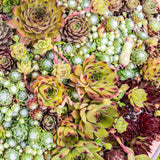Joubarbe Big Sam - 4 plants - H 17 cm, pot Ø14 cm