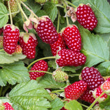 Loganberry sans épines - Rubus x loganobaccus - 2 plants - H 50 cm, pot Ø15 cm