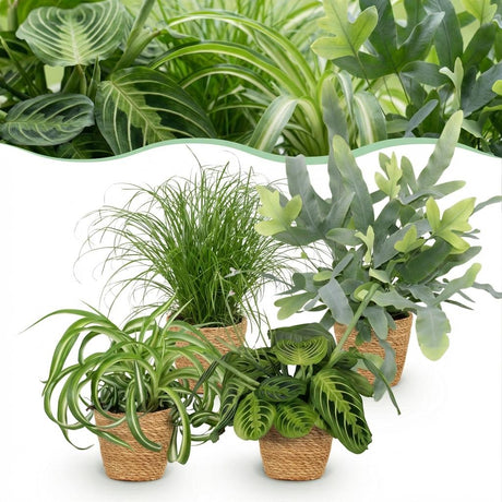 Mix plantes pet-friendly x4 – Chlorophytum, Cyperus, Phlebodium, Marantha